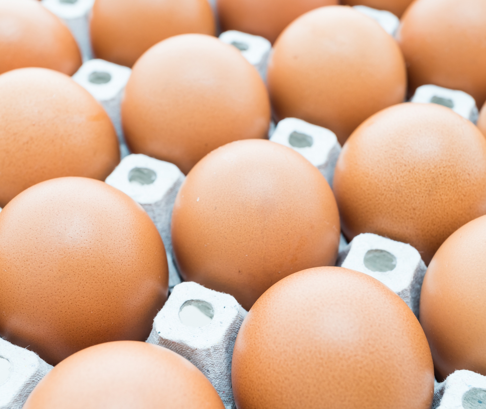 Tecnocontrol Automatización Avícola